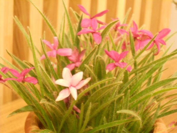 http://sakuranomori.or.jp/blog/assets_c/2013/03/DSCN1377-thumb-600x450-151.jpg