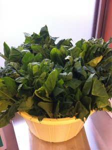 ほうれん草.png