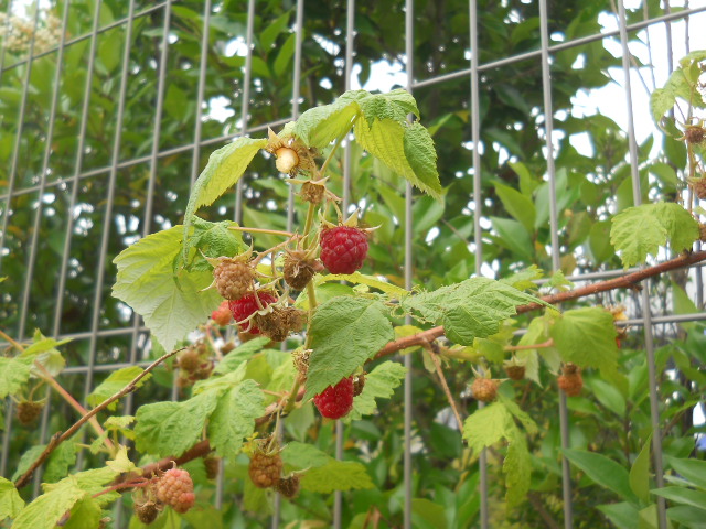 DSCN1688.JPG
