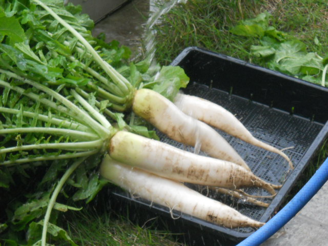 DSCN1788.JPG