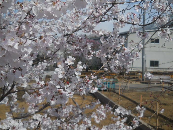 さくらの杜BLOG 川口さくらの杜 社会福祉法人 桐和会 特別養護老人ホーム さくらの杜