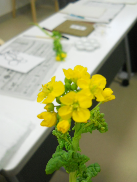 菜の花のサムネイル画像