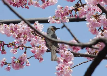 sakura080323-W3.jpg