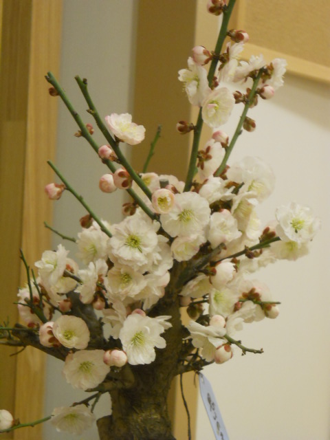 梅のサムネイル画像