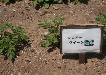シャドークウィン.jpg