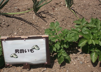男爵.jpg