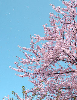 広い敷地には様々な種類の桜の木が植えられ、すくすくと成長中です